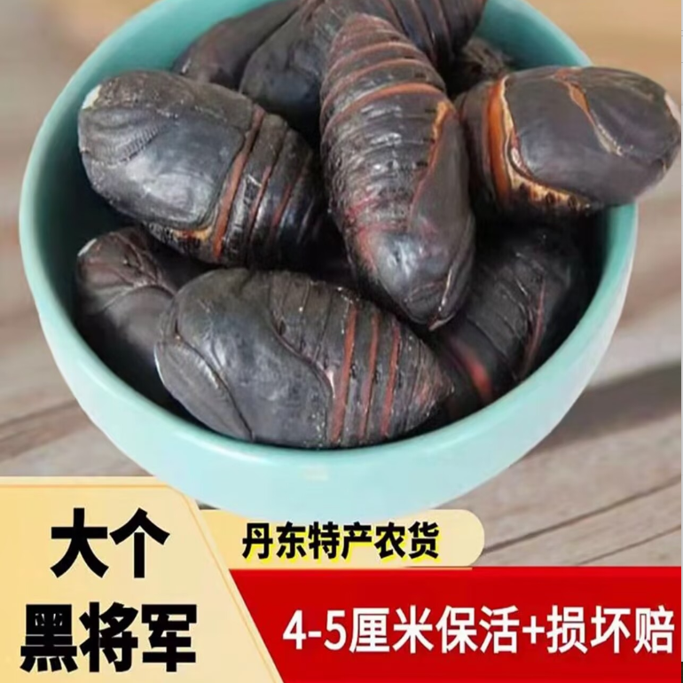 【特价鲜活】东北柞蚕蛹 黑大个蚕蛹4cm+！高营养！高蛋白！绿色健康！