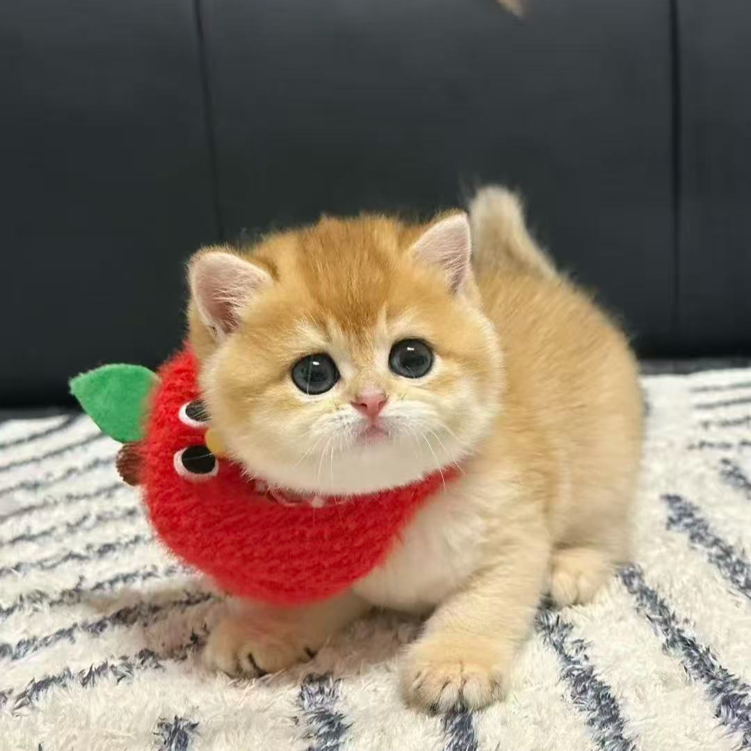 【小魏家的猫】精品猫咪