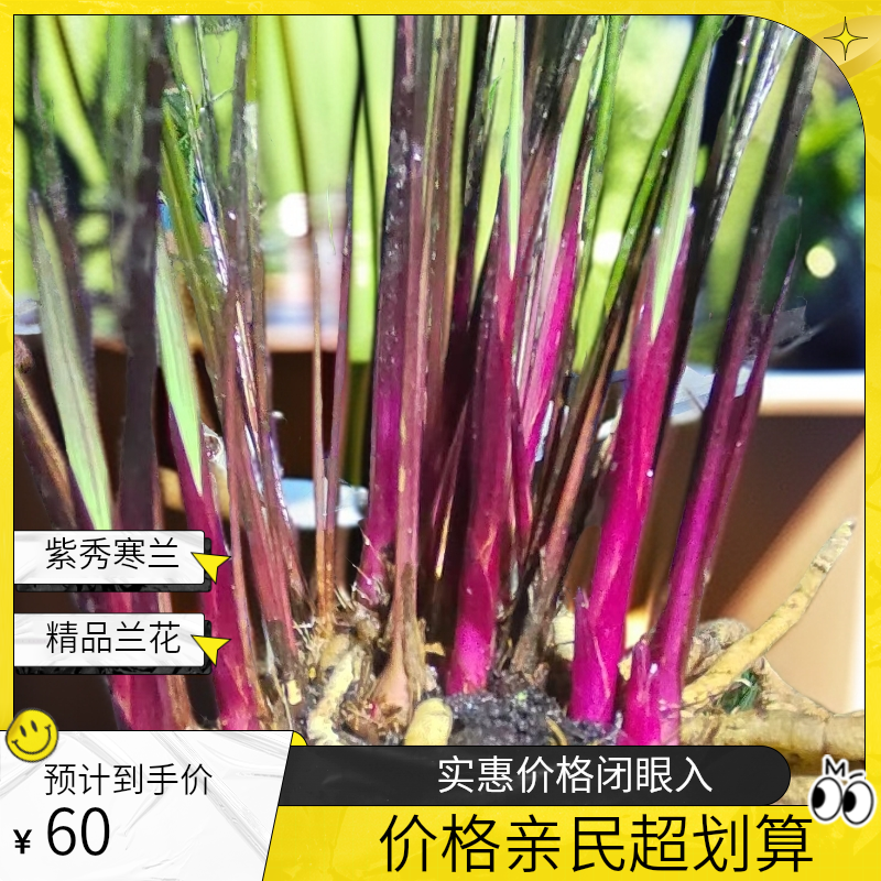 紫秀寒兰绿植（下单前咨询主播，私拍兰花不发货寒兰紫秀精品兰花