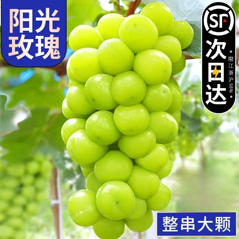 【顺丰次日达】阳光玫瑰新鲜葡萄晴王彩箱发当季水晶葡萄新鲜提子葡萄同城送江苏省