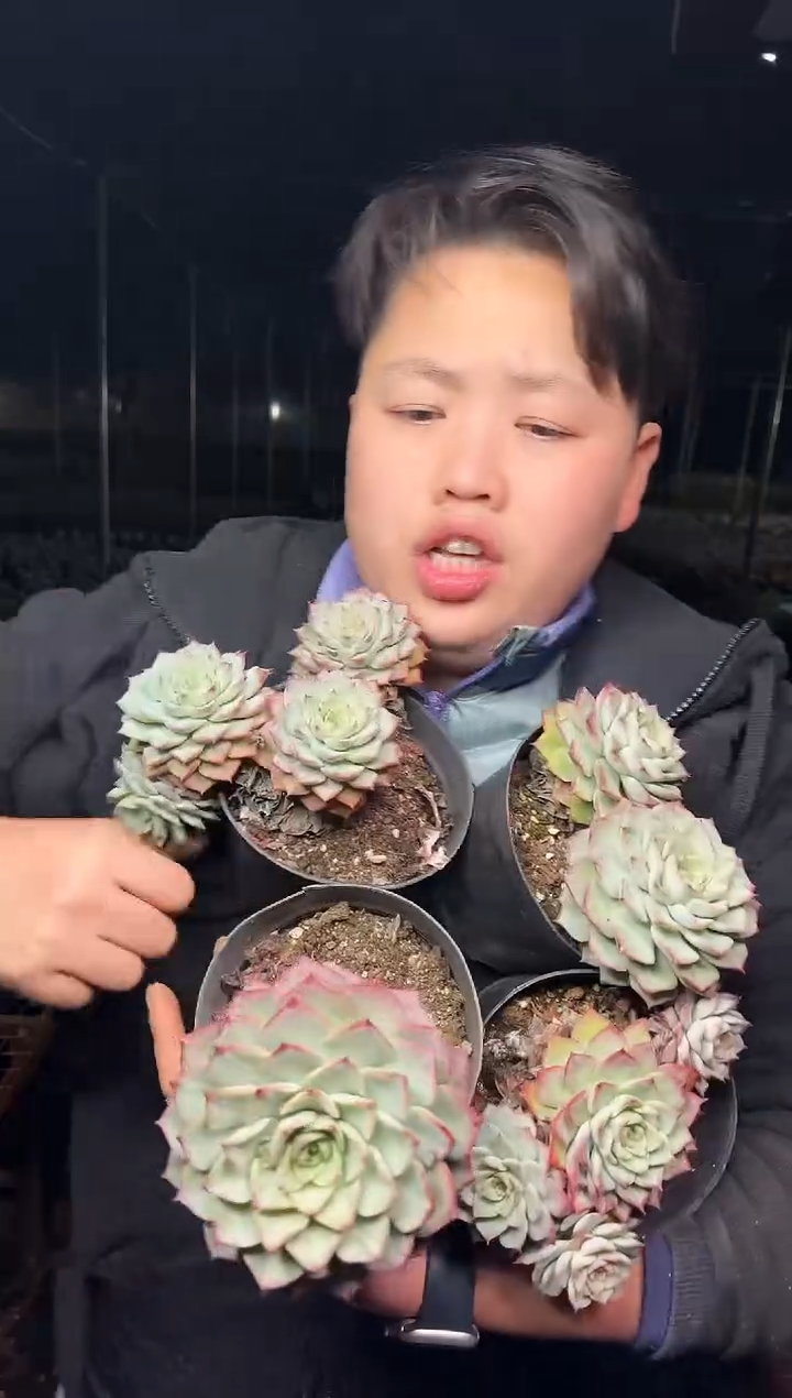 单头起青鸾4颗 4.99  