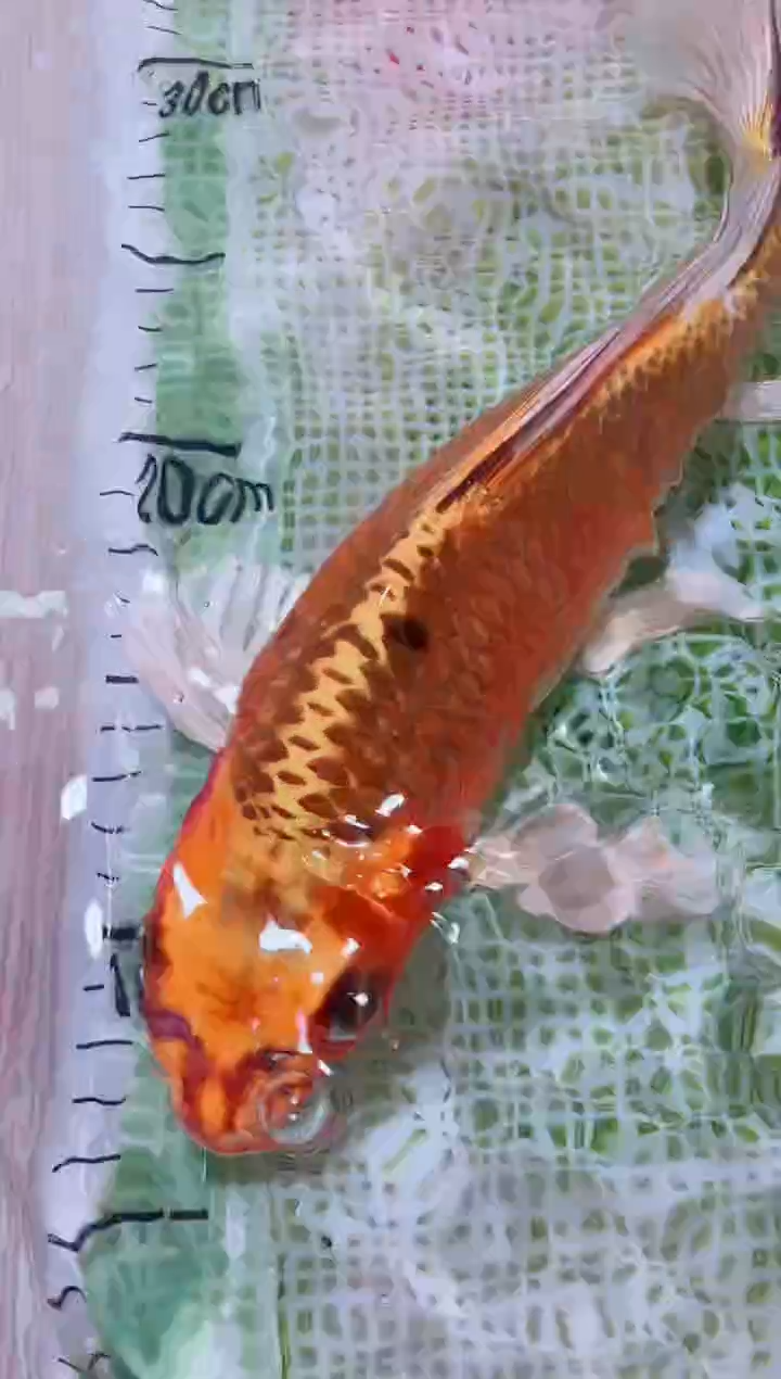 锦鲤血统锦鲤全场包邮26