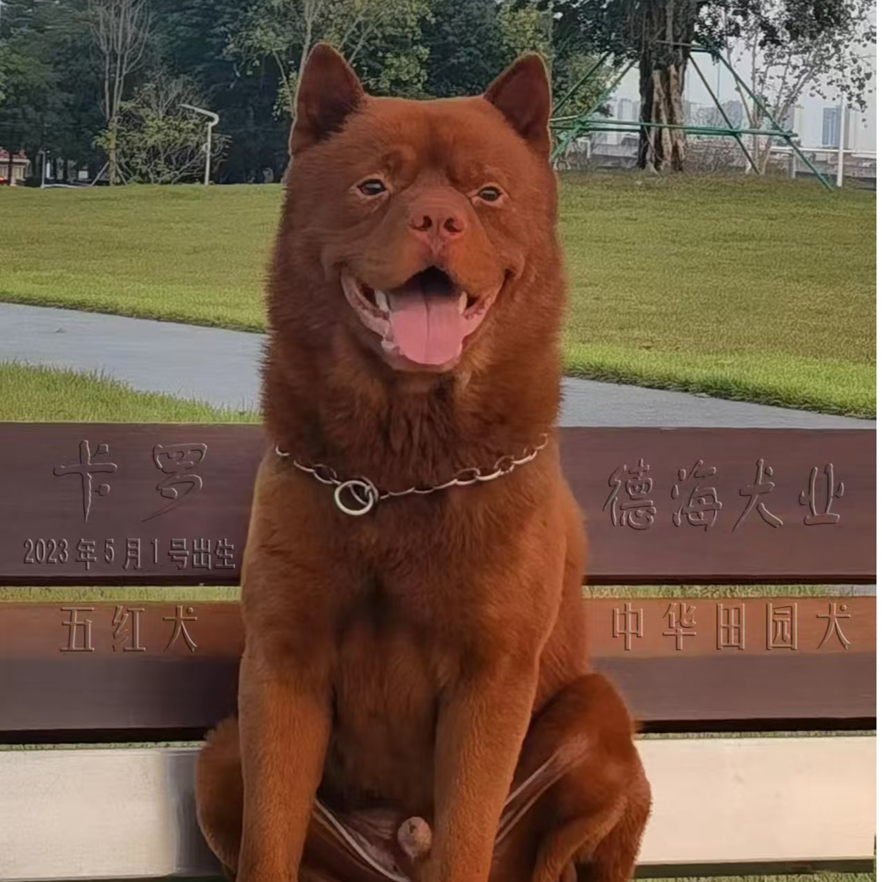 【德海犬舍】中华田园犬