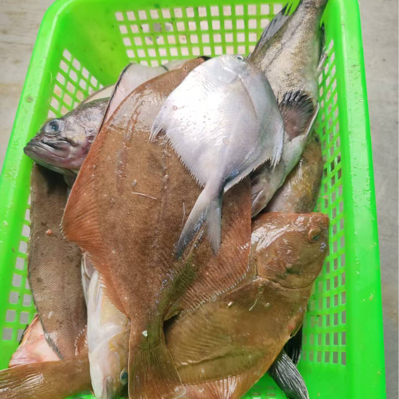 东港本地小船海杂鱼到货不少于四种 到货可能有破肚介意勿拍