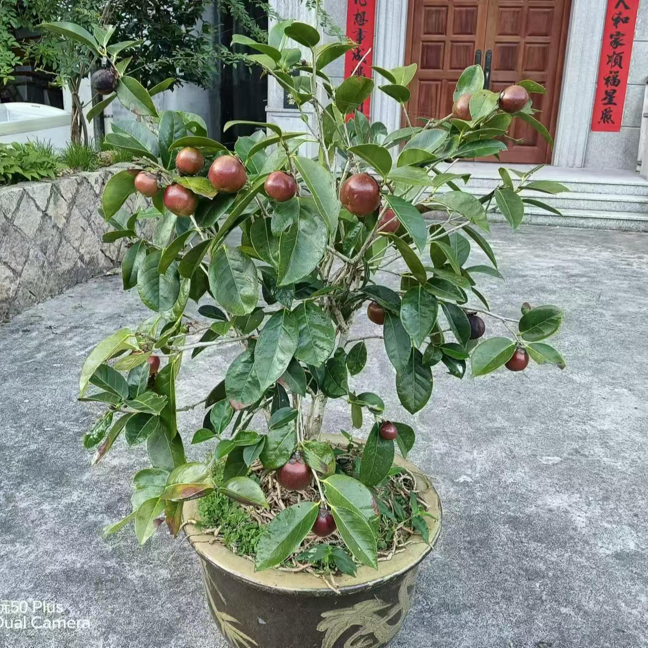 2年的50株红花大果嫁接油茶苗