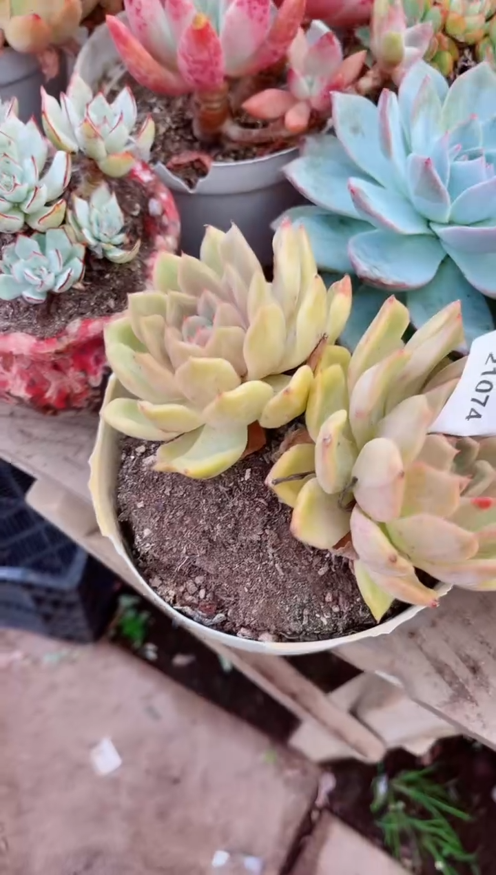 迎**夏多肉植物一物一拍21074