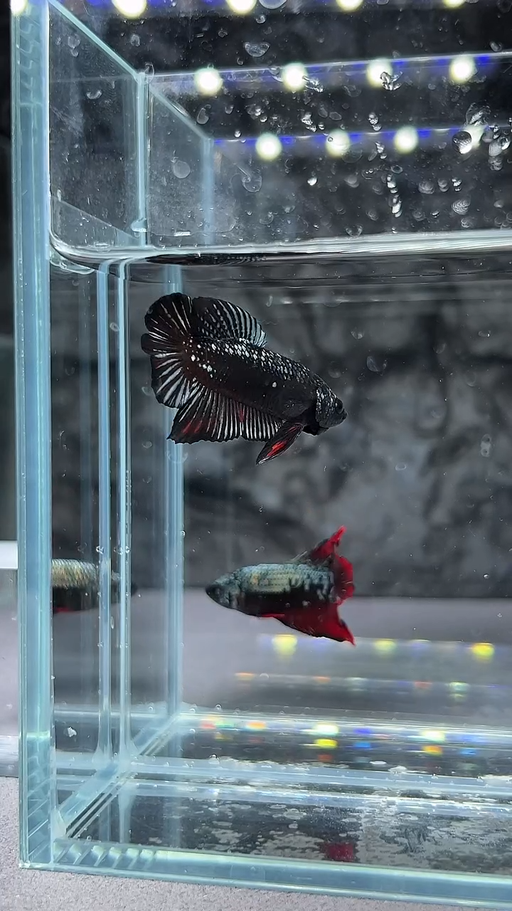 斗鱼竞拍链接A017