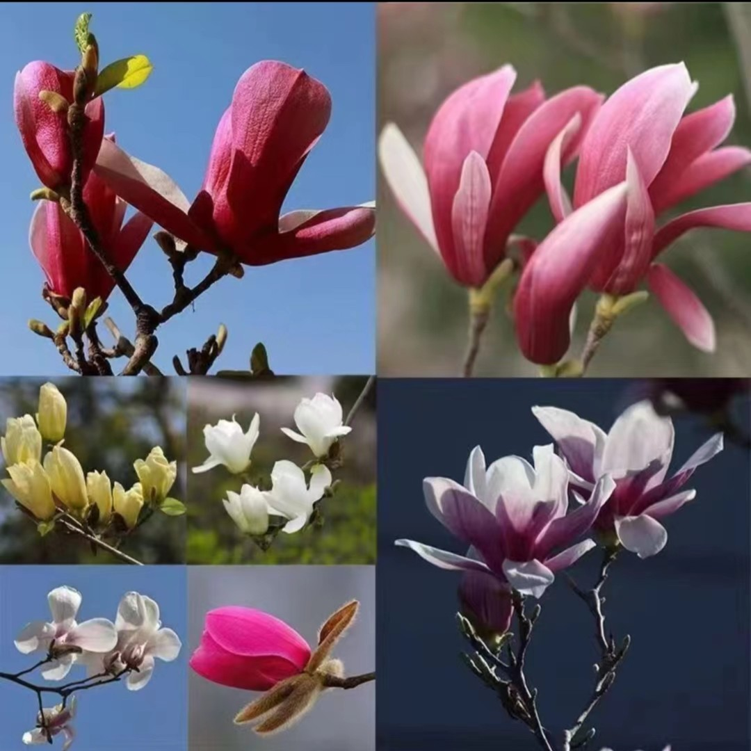 【带花苞】庭院紫色玉兰花阳台种植春季紫玉兰白玉兰苗南北方种植