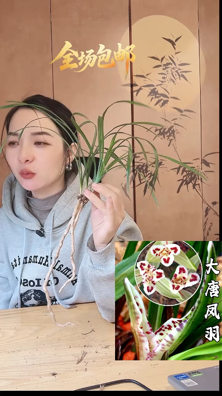 当前无花栽培后可以开花：大唐凤羽