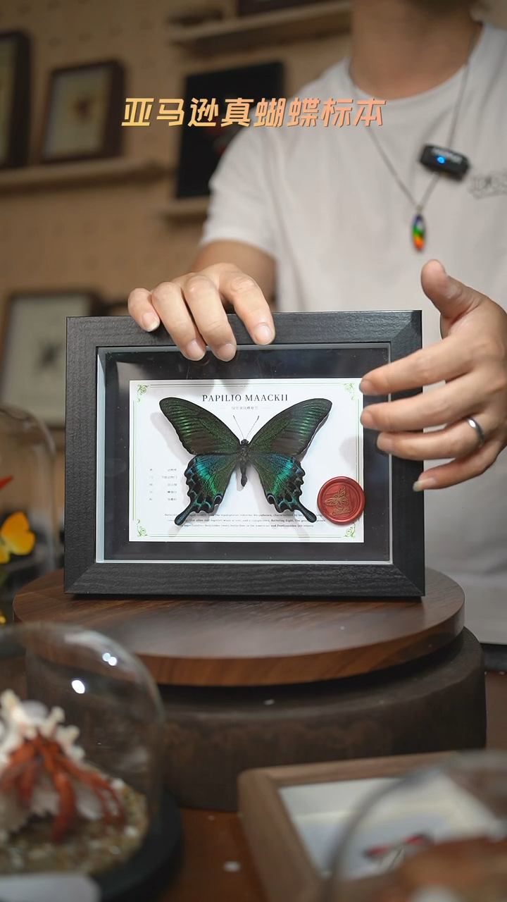 绿带翠凤蝶夏型8寸黑框国风版