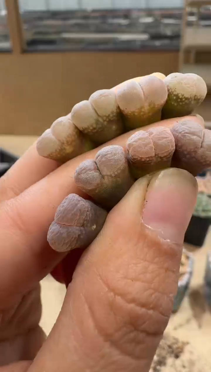 9-89多肉植物肉锥