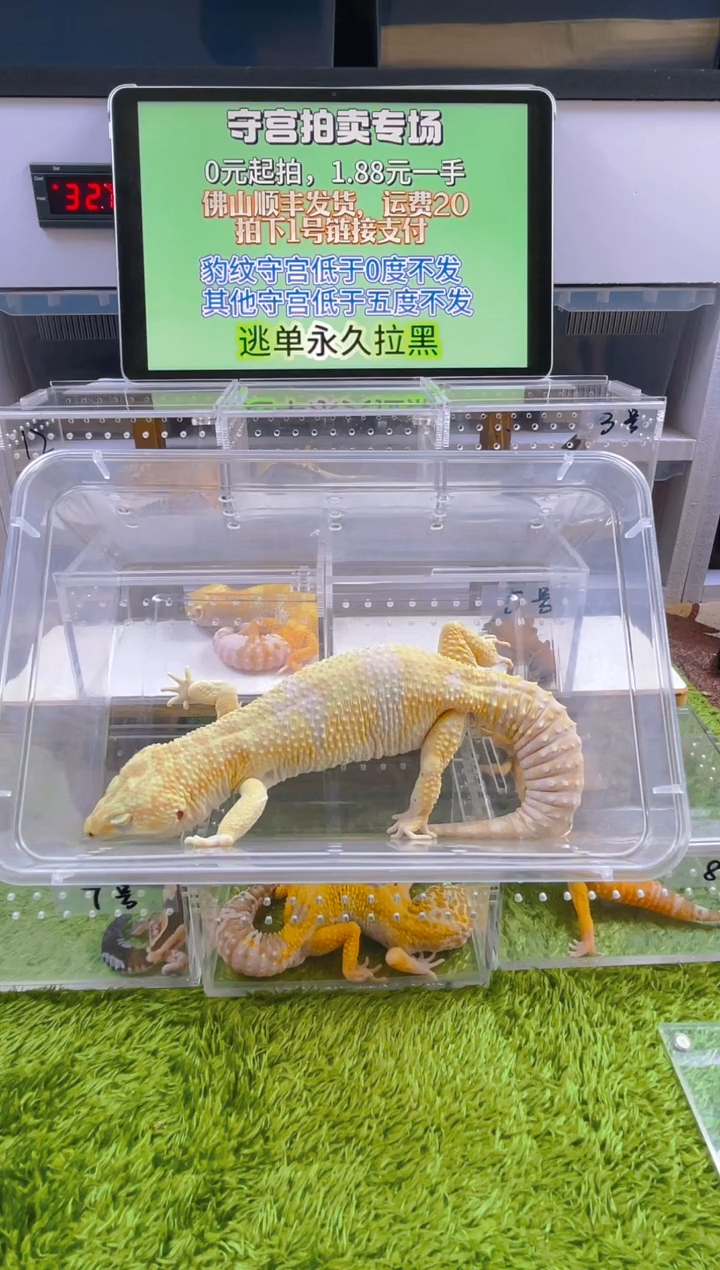 豹纹守宫守宫可爱温顺迷人好看
