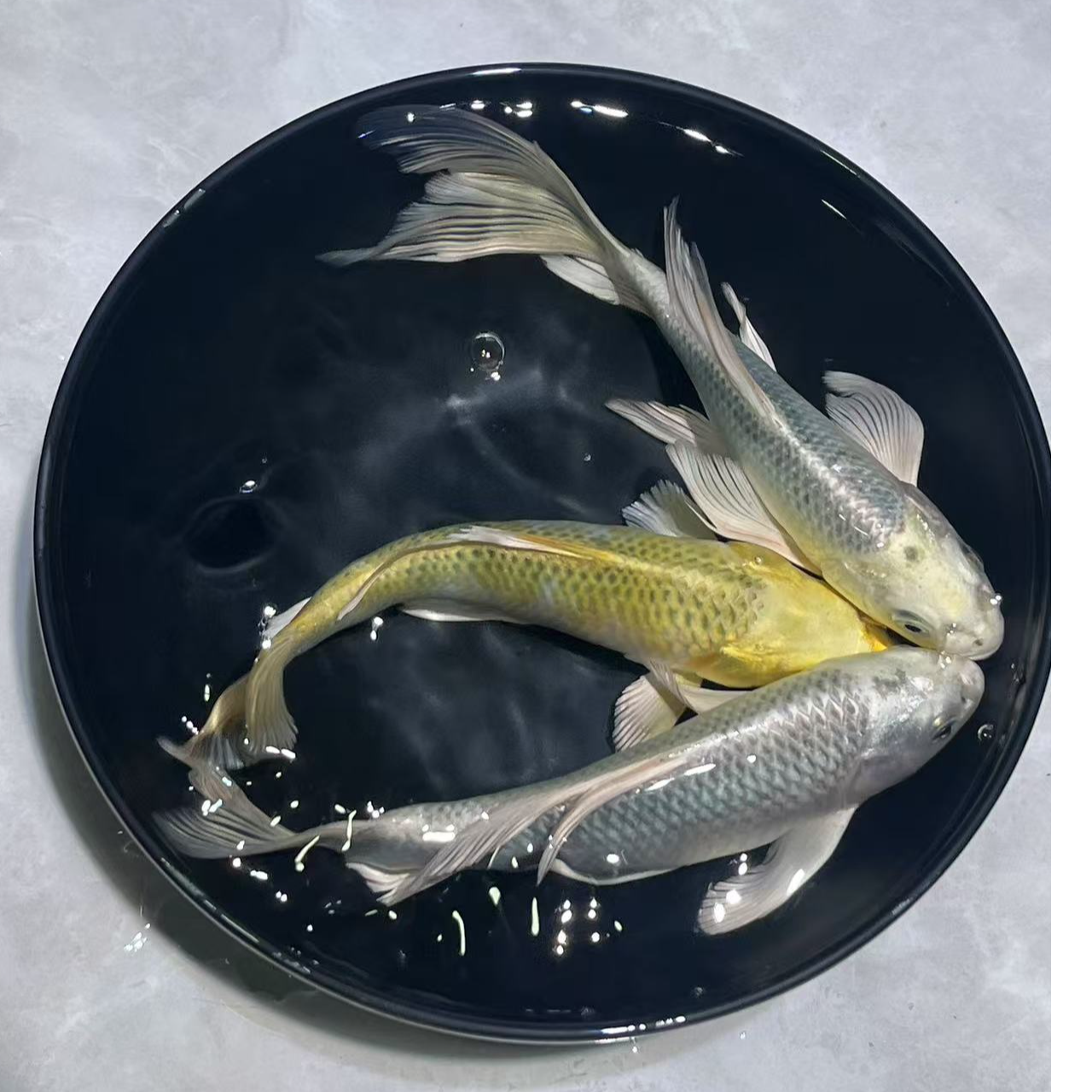 101-200号锦鲤、玛雅色蝴蝶鲤无鱼鳞、金鱼观赏鱼活体