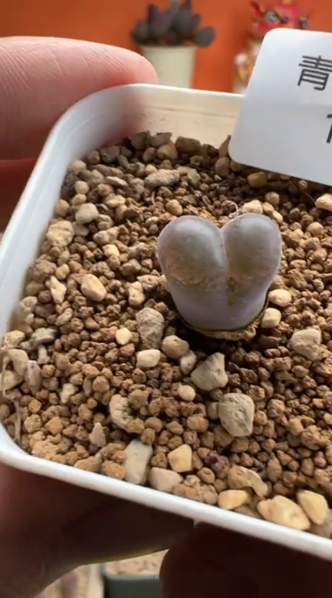 126好看的肉肉冲冲冲。。。。。。