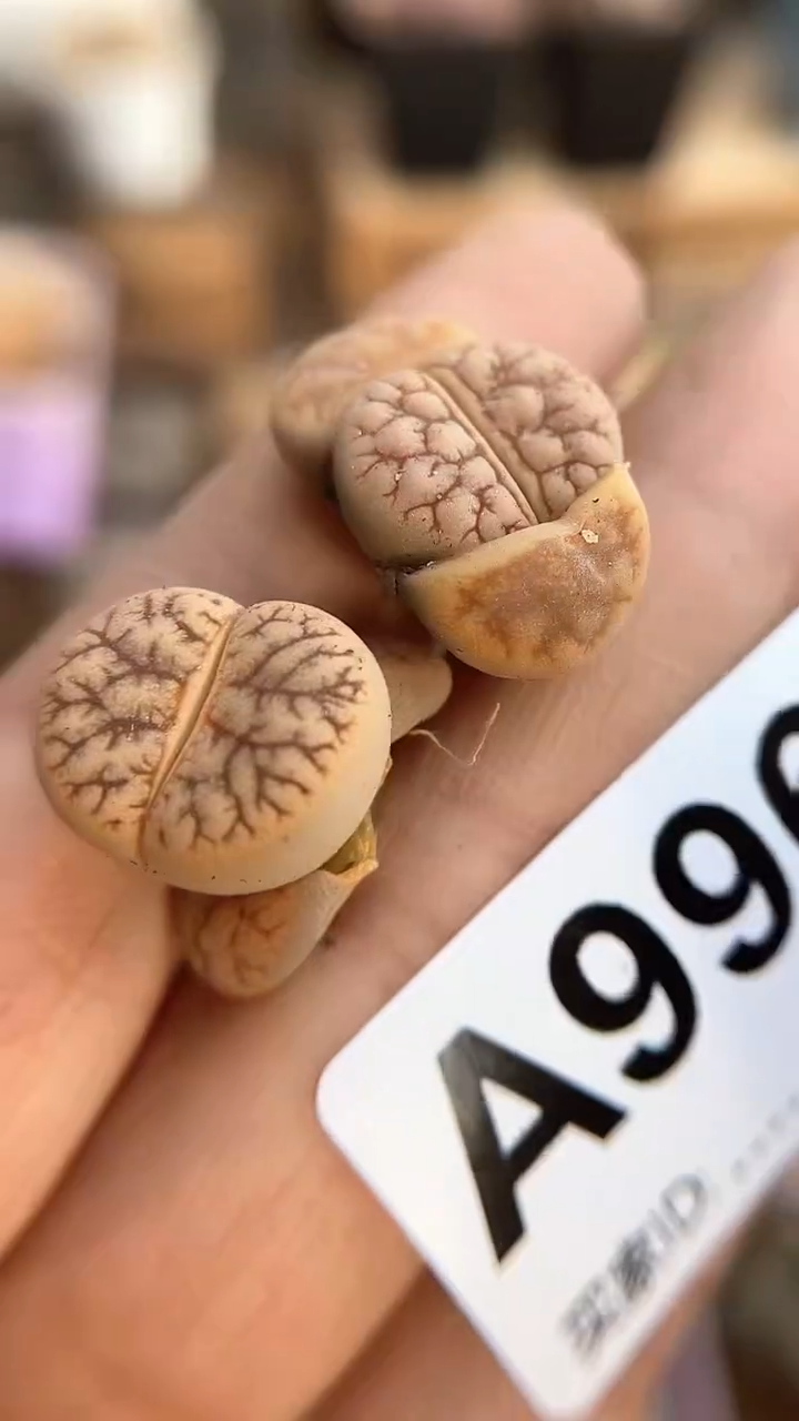 【闪购商品】9966直播一物一拍