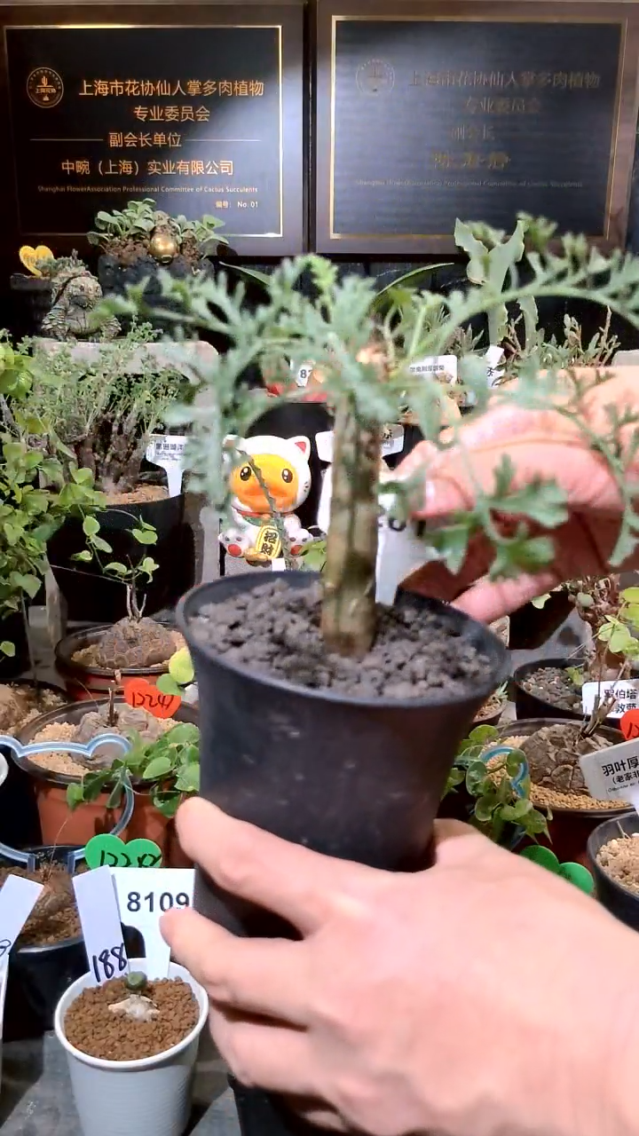 8261号1224福利植物 实生香水洋葵