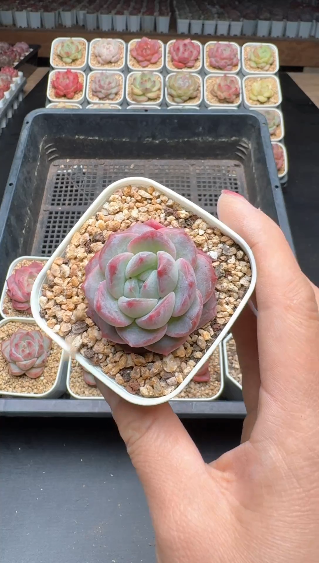 【闪购商品】602B物拍多肉带盆土6.5杯拍3颗包柚