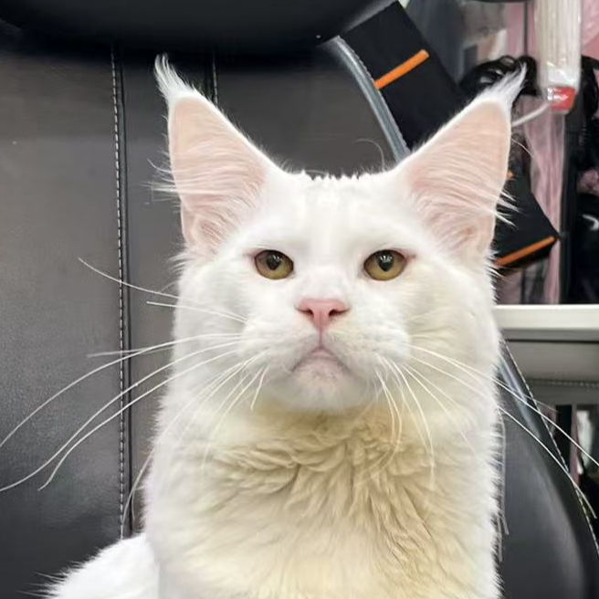来了姊妹-纯白缅因猫 弟弟 26