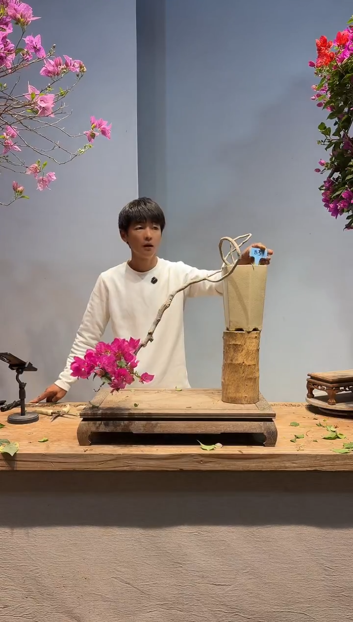 以实际为准三角梅85