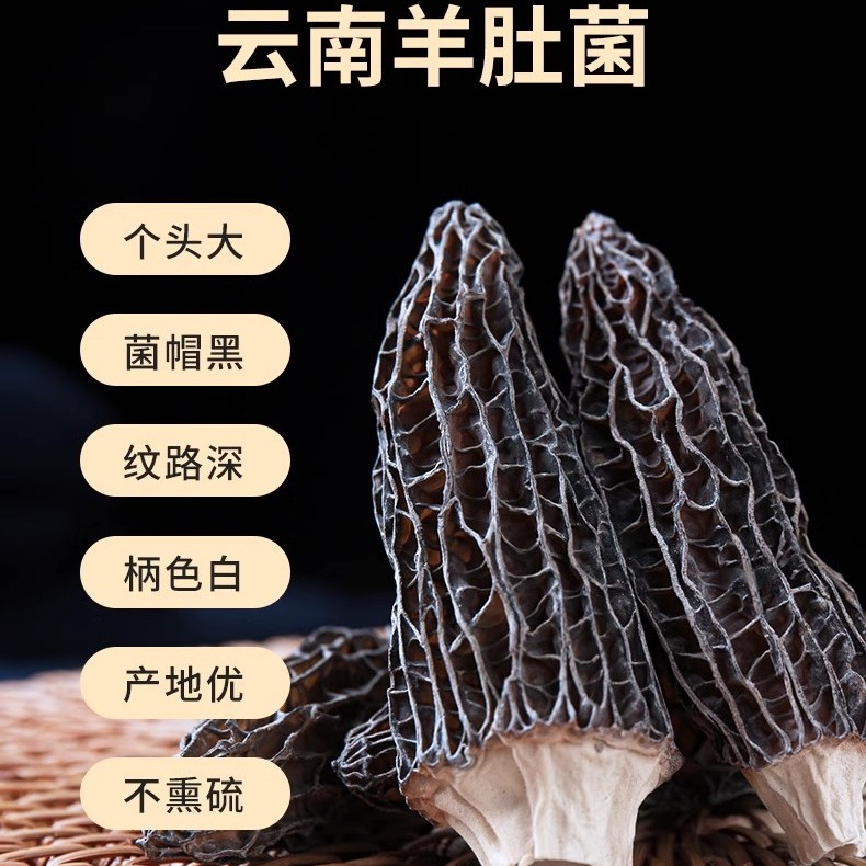 2025年头茬羊肚菌(带柄）新货高原高山林下羊肚菇煲汤好食材