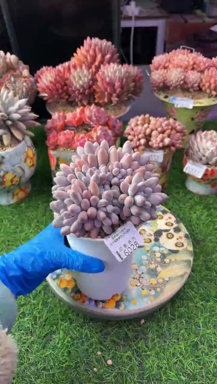 昆明印象多肉6028