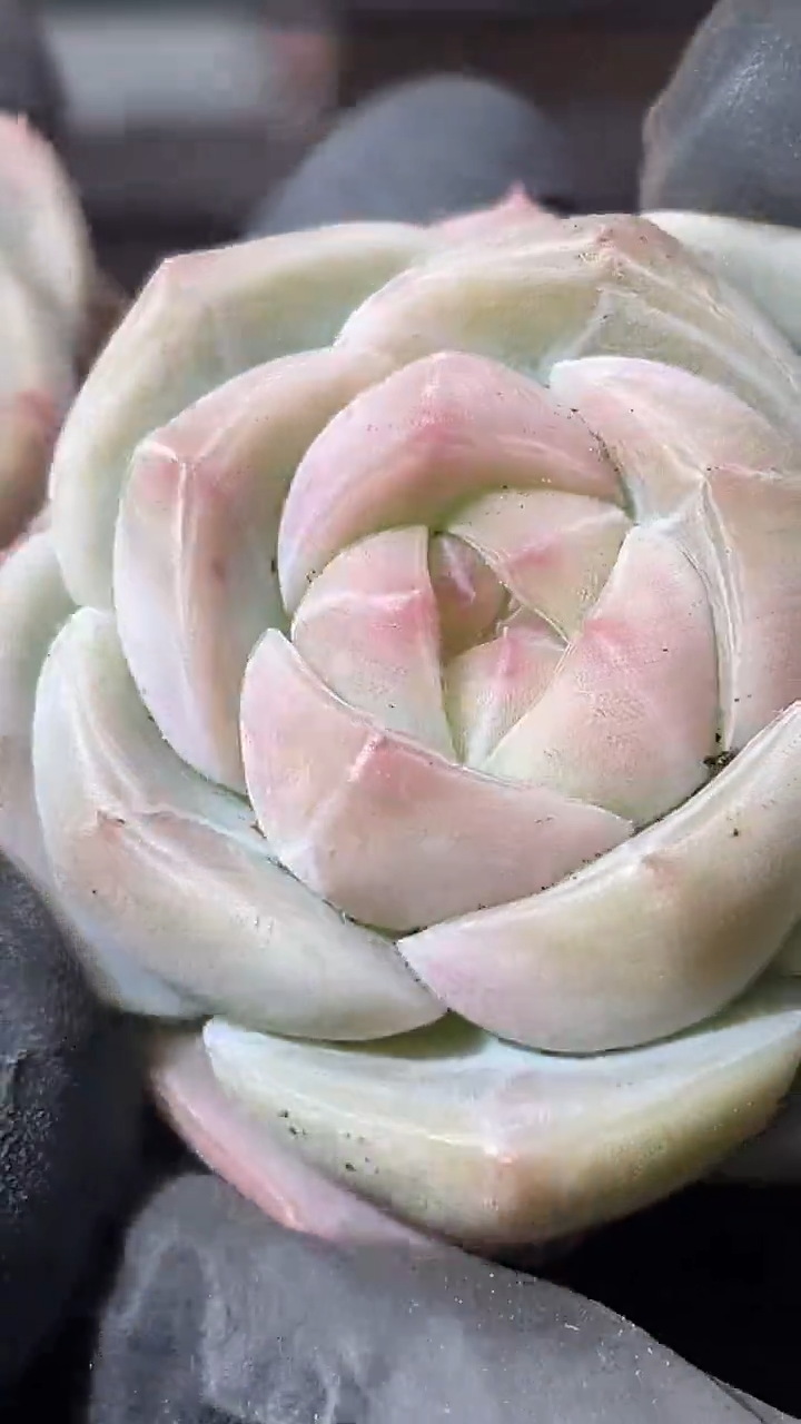 35-66 玻璃厂牌3-4厘米量拍发一颗