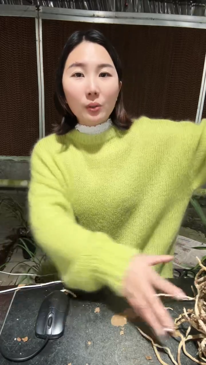 无花朵白雪冰心7苗带花苞