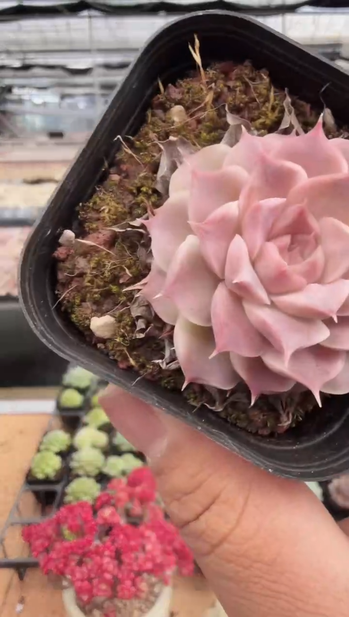 东云多肉园新款-205