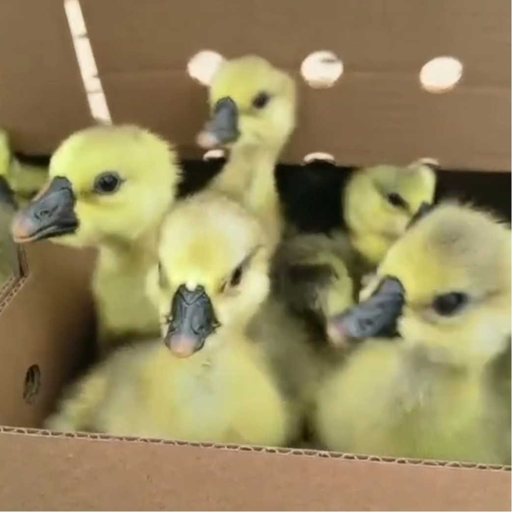 呆荫大大种宠物狮头鸭鹅