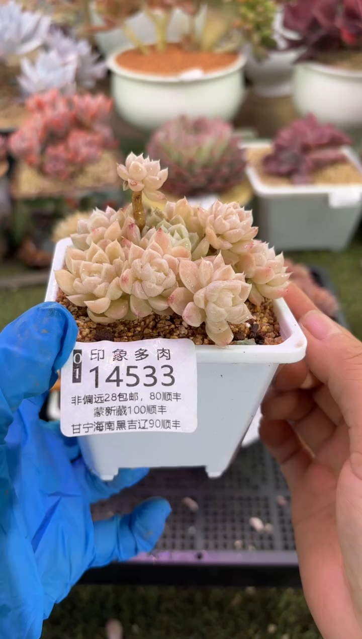 【闪购商品】14533