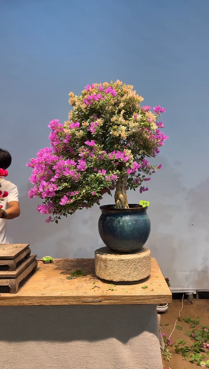 无花朵风***由三角梅专场一物一拍24