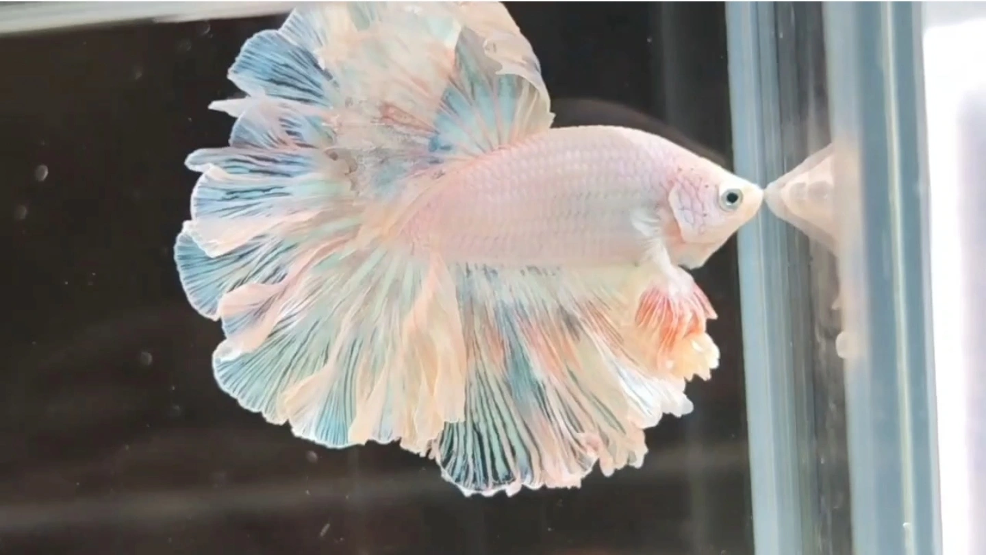 小希水族精品直播选号187-258号泰国斗鱼观赏鱼耐养耐活热带鱼