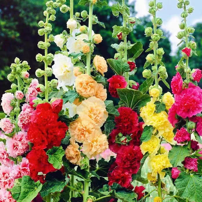 蜀葵种子大花重瓣蜀葵花种子多年生一丈红种子四季易种耐寒花卉籽