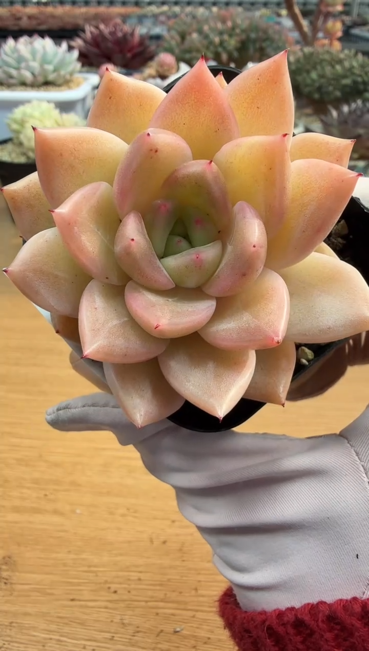 东云多肉园二店-138