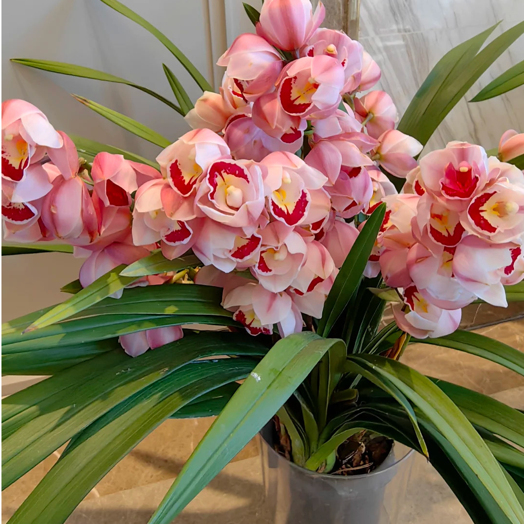 大花惠兰-福神 年宵花室内外好养易活兰花盆栽
