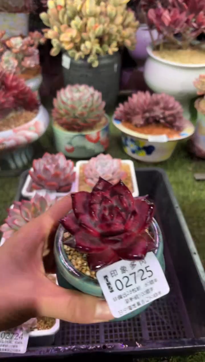 【闪购商品】02725