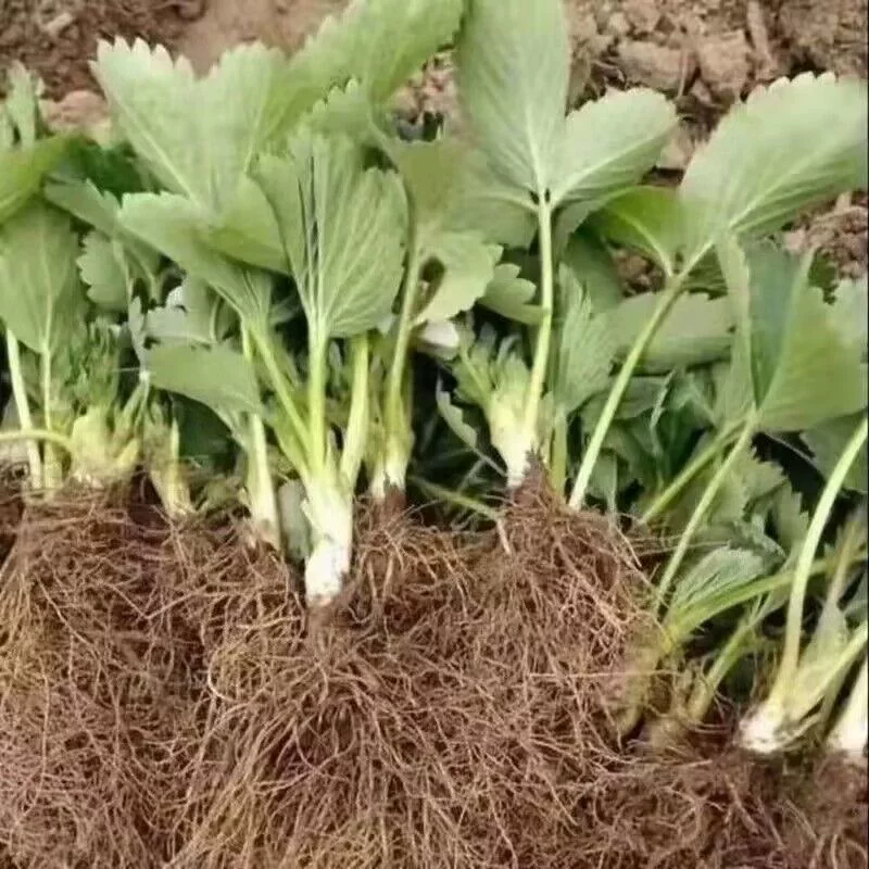裸根苗基地直发南北方阳台庭院好种植