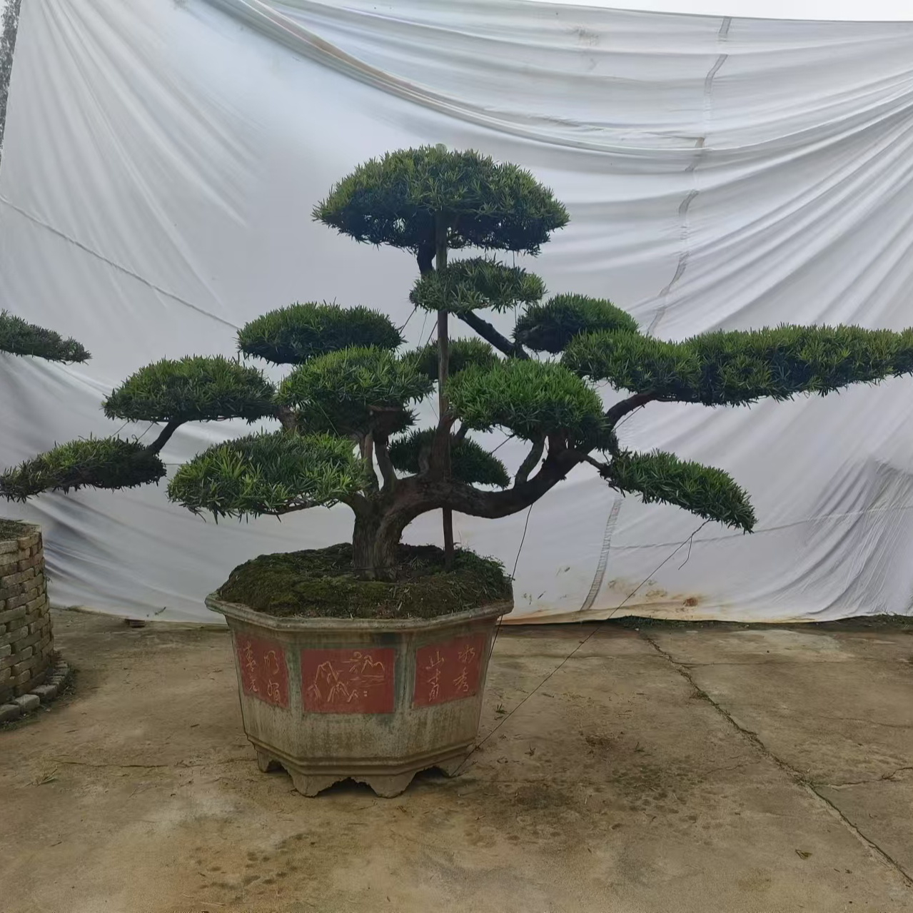 本地经典小叶罗汉松