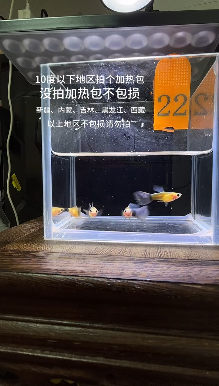 孔雀鱼黄肉蓝礼服玻璃猫普通体22