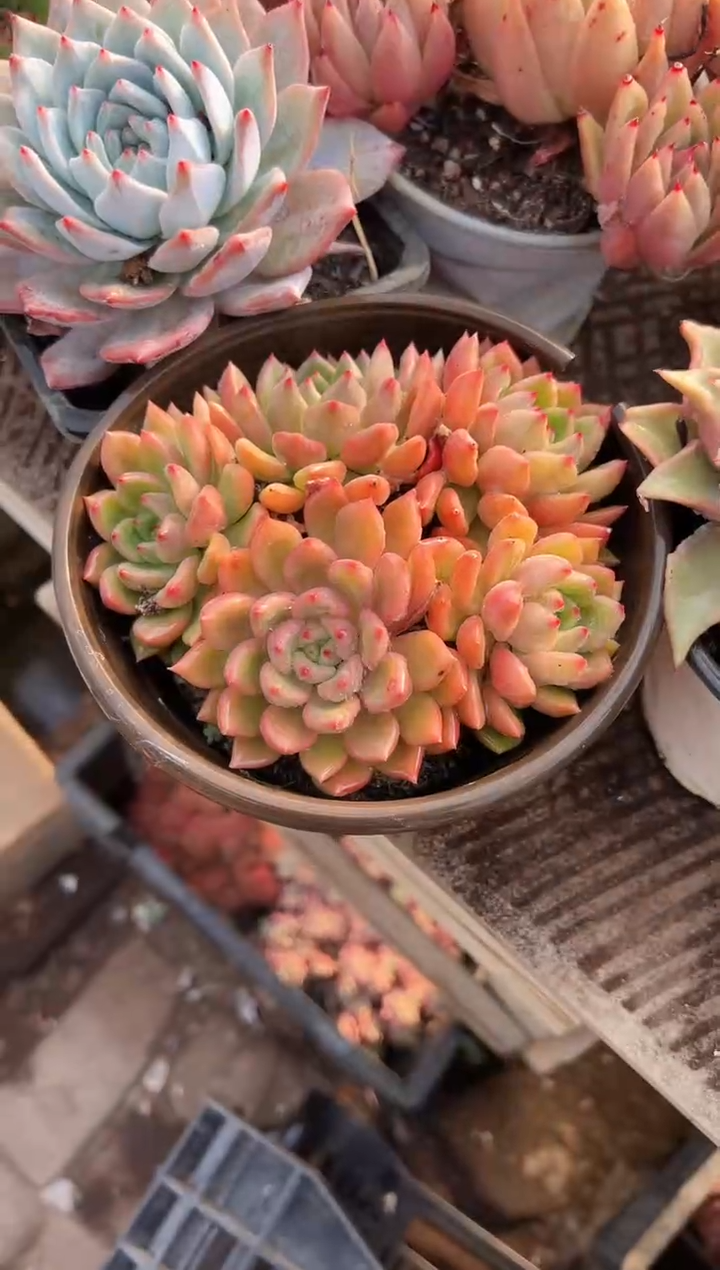 清**兰多肉植物一物一拍25259