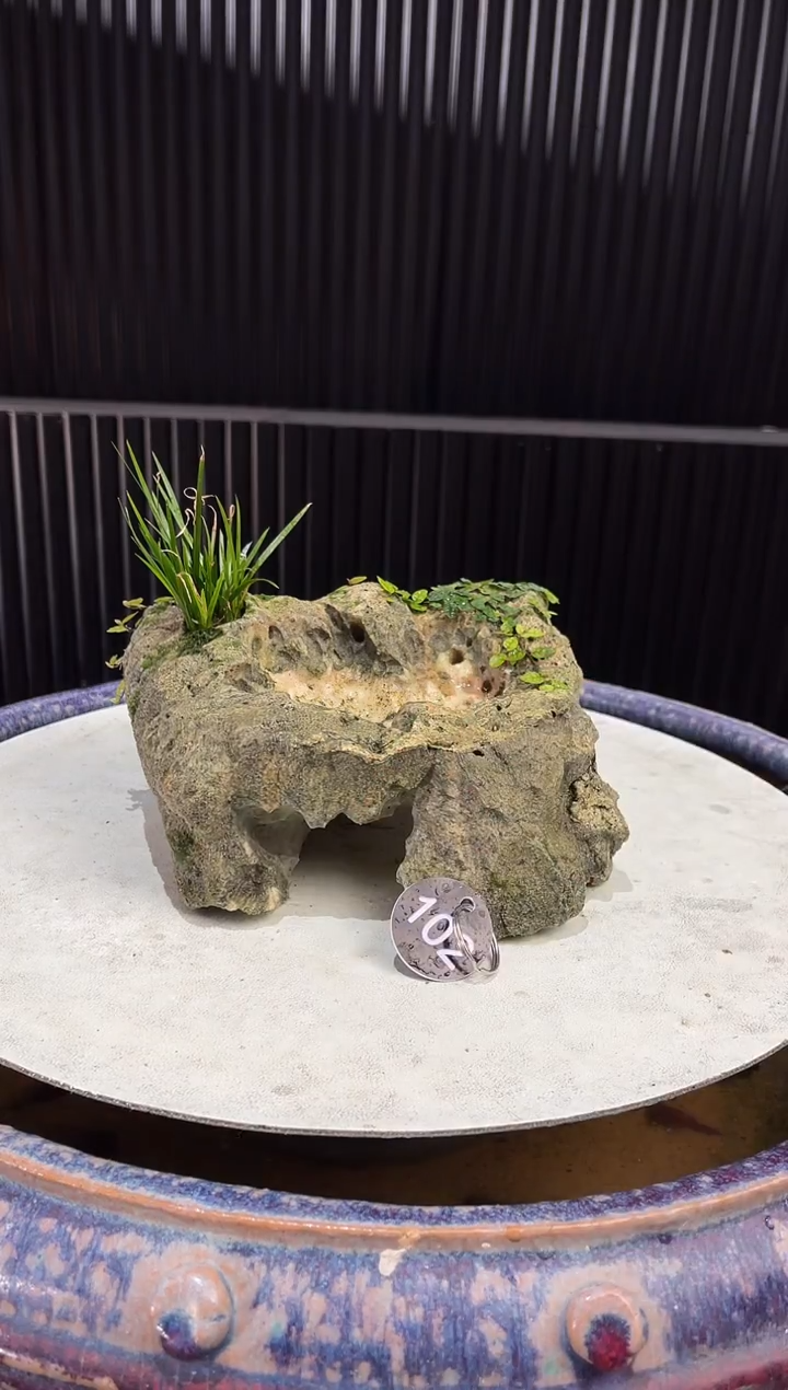 102造型吴定石一物一拍专属