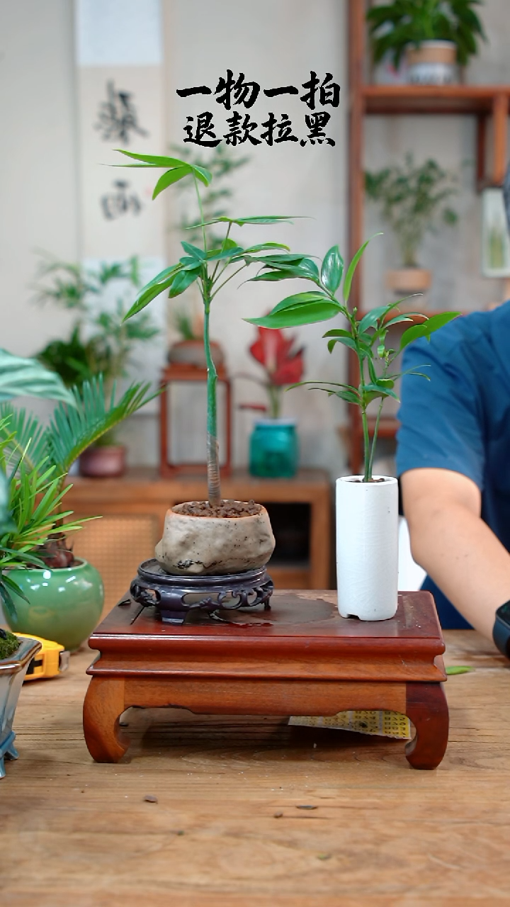 完全开放唐***清发财树+竹柏844