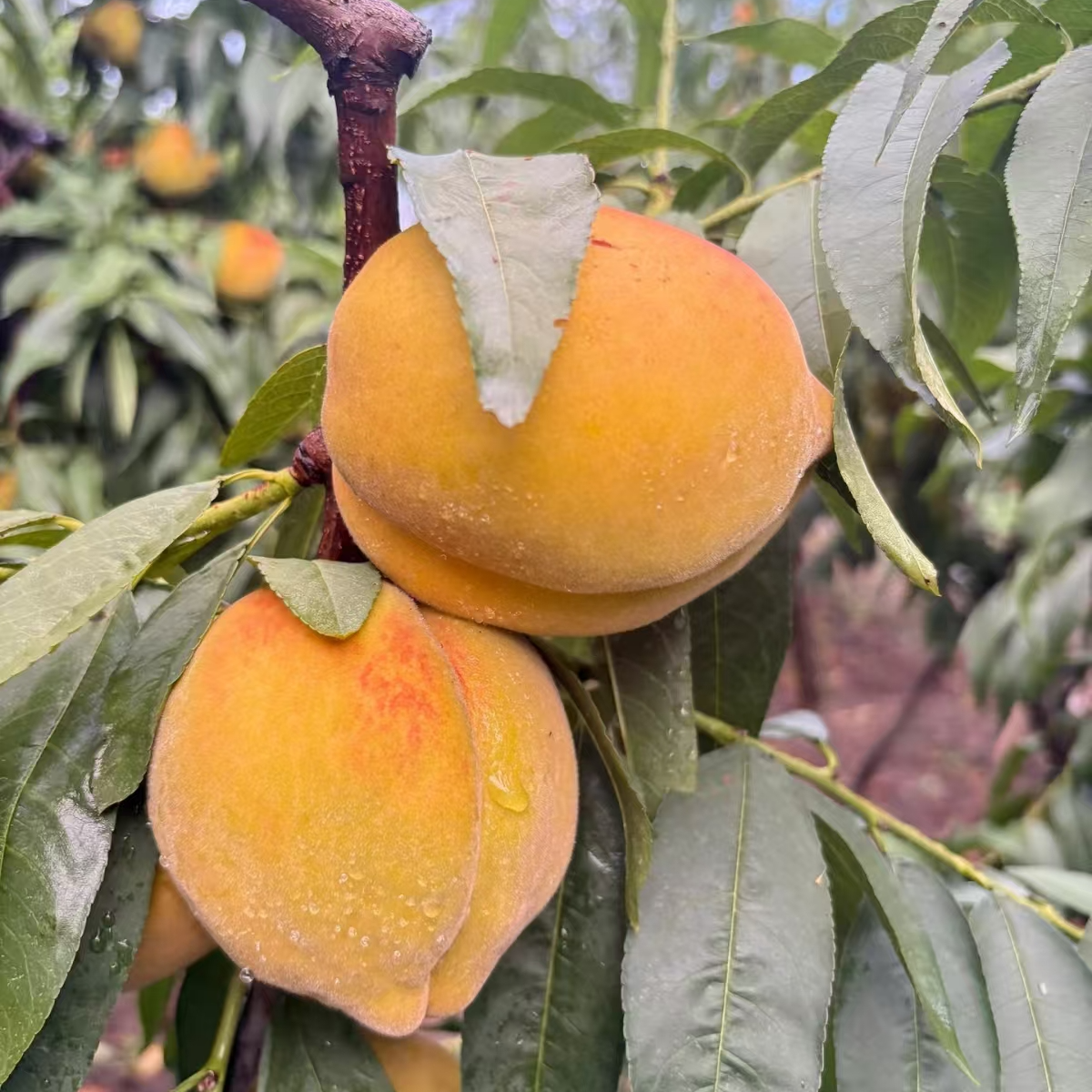 农 家 本 地 黄 桃