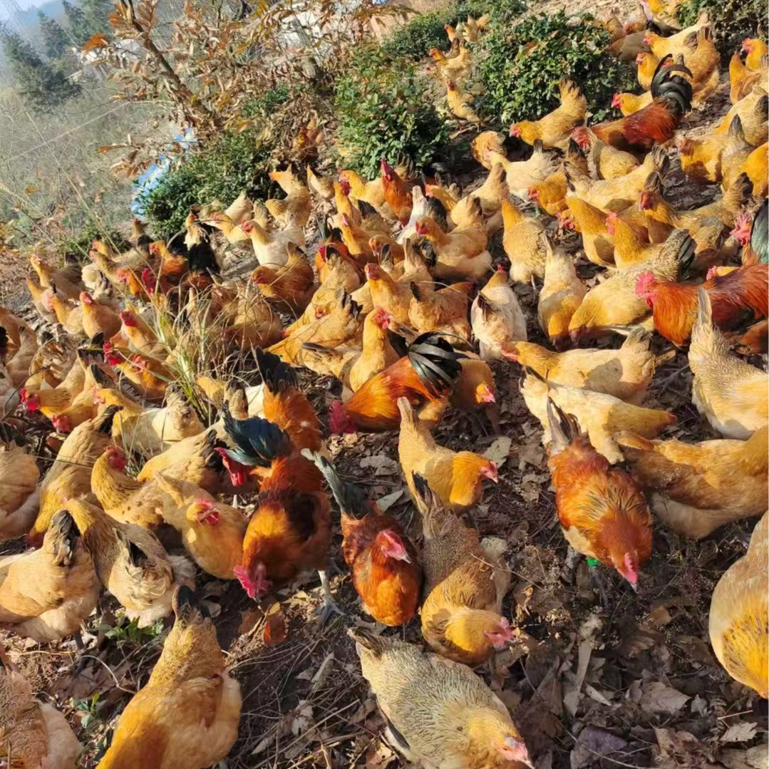 大别山金寨散养老母鸡芳香味美营养丰富 真空包装