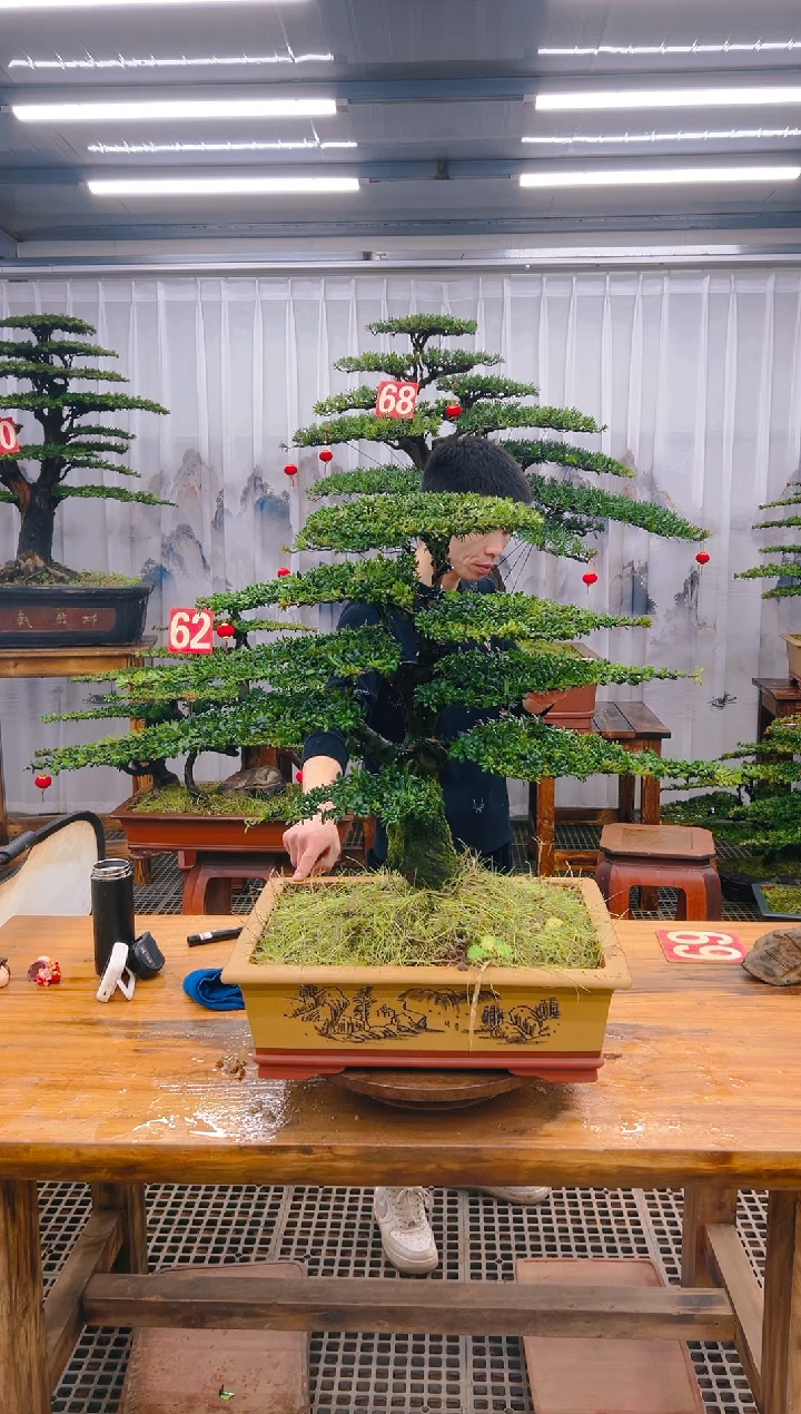 【闪购商品】紫砂精品盆景直播间一物一拍