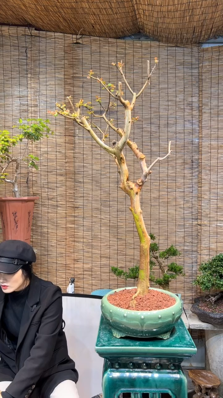 【闪购商品】宫粉紫薇