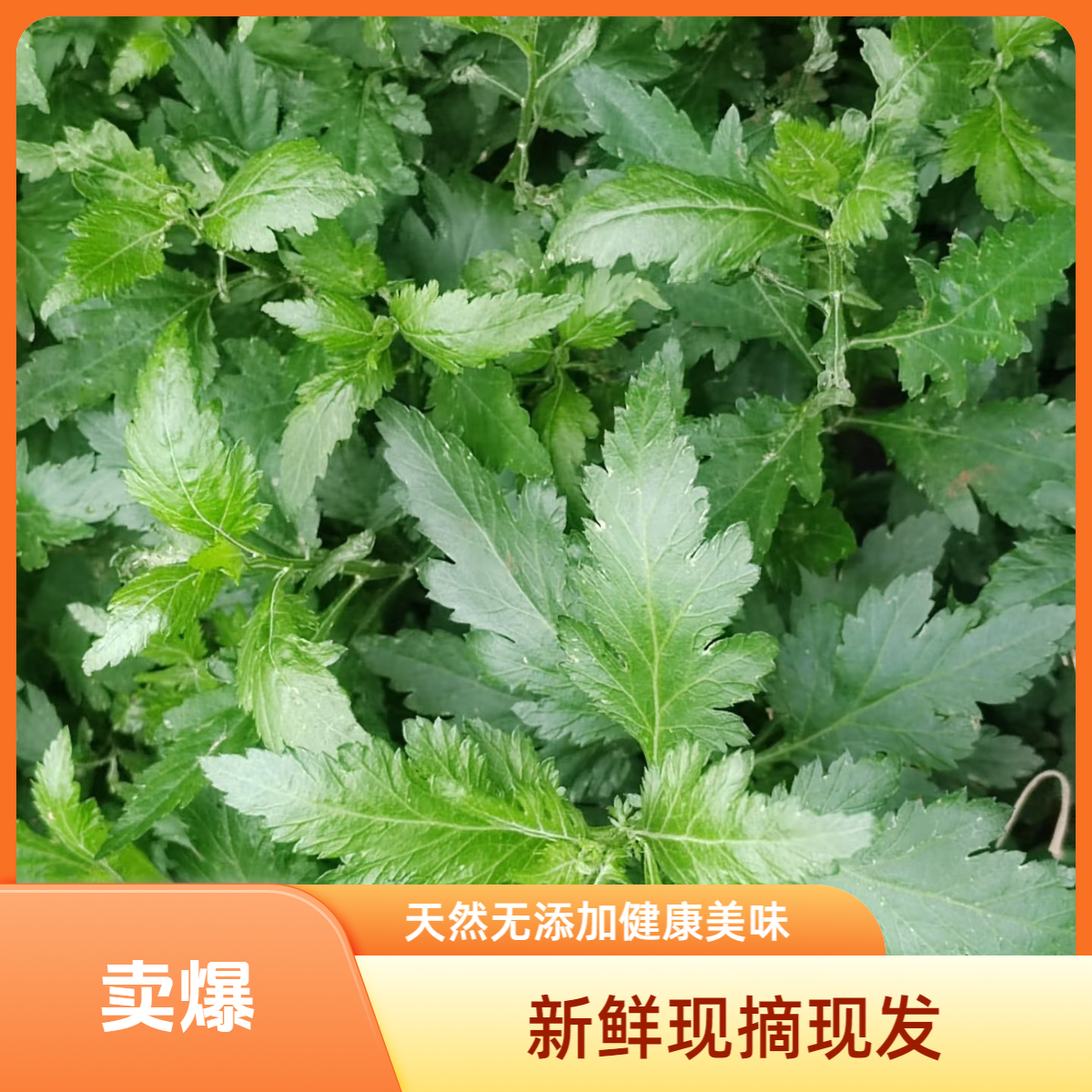 【菊叶单品】菊叶1-2斤专拍南京八卦洲农家菜绿色现摘先发现发次日达蔬菜