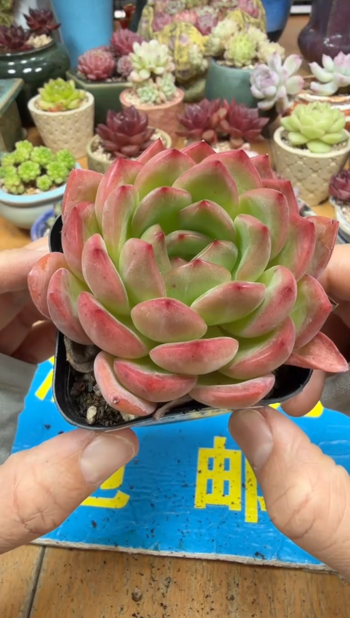 东云多肉园二店-175