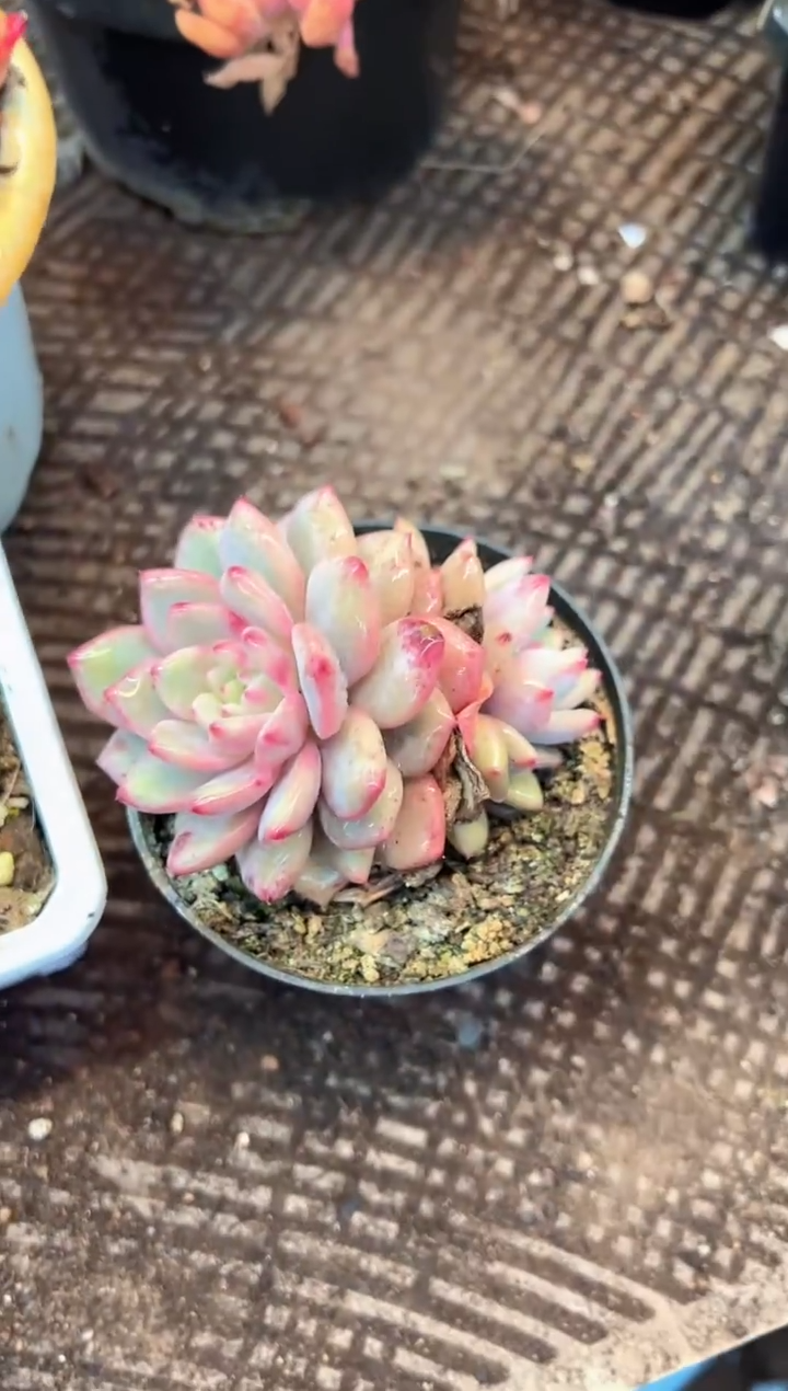 可*多肉植物一物一拍02514