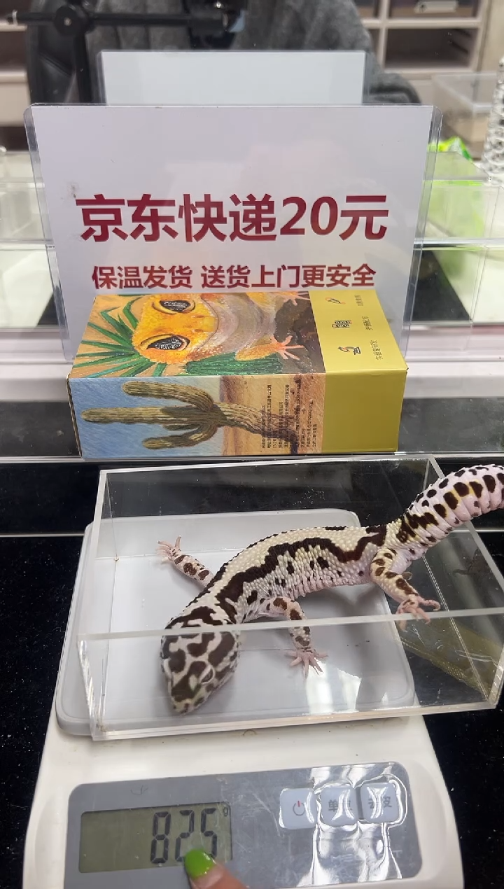 豹纹守宫013豹纹守宫